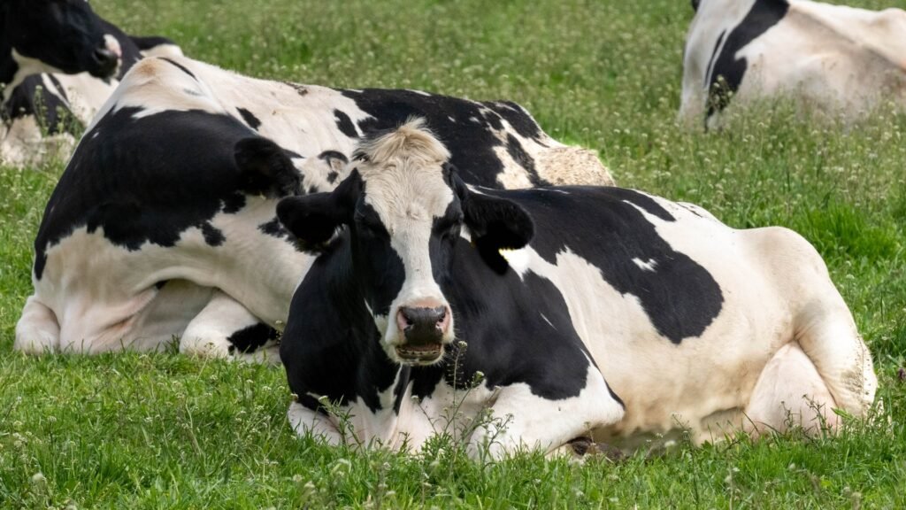 MgO powder added to animal feeds